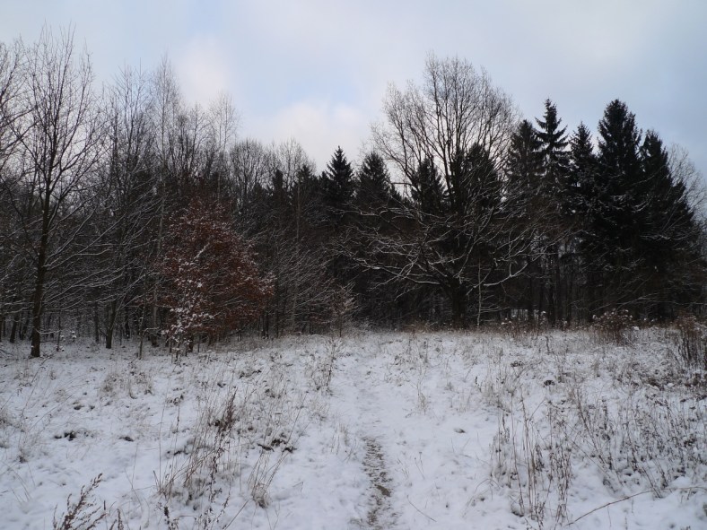 On_the_Other_Side_of_the_Woods_01