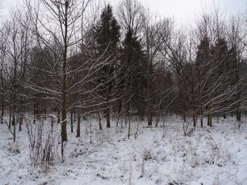 On_the_Other_Side_of_the_Woods_02