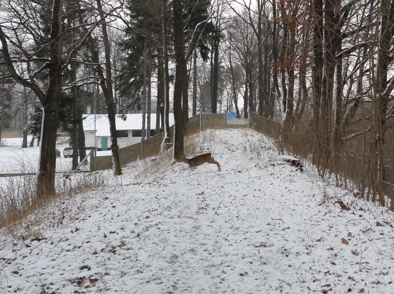 On_the_Other_Side_of_the_Woods_05